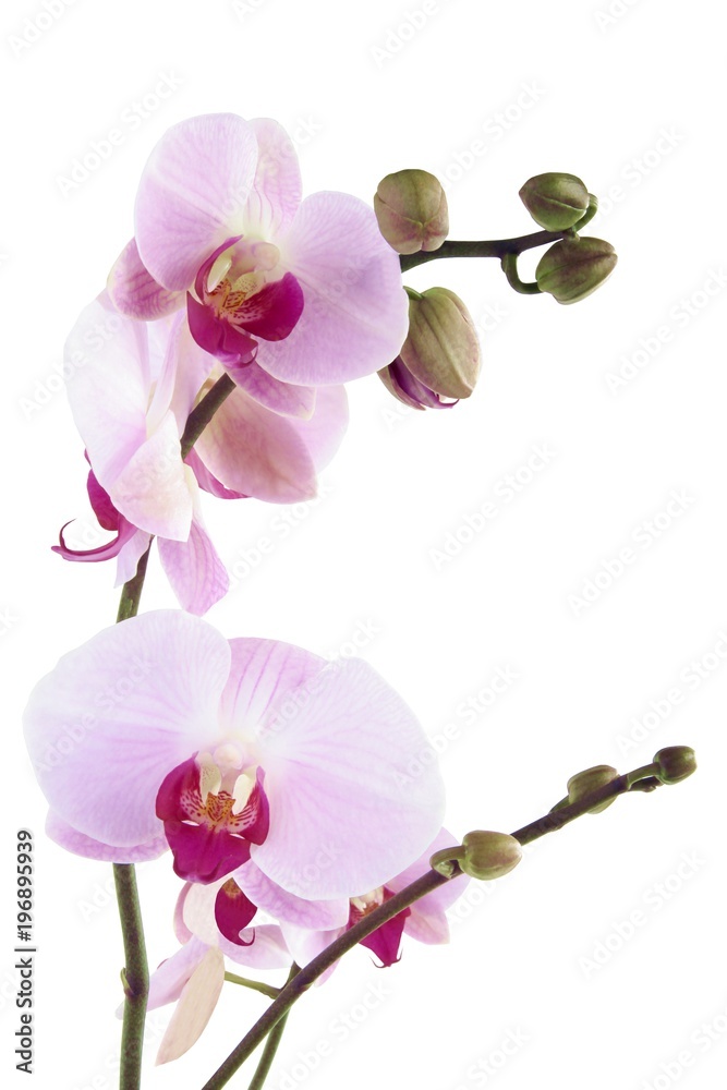 pretty orchid phalaenopsis close up