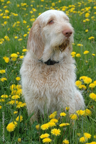 White-orange Spionone Italiano dog sits in a grass field with many dandelions.