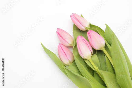 Tulipanes de color rosa sobre fondo blanco