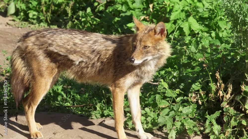 Hungry wild golden jackal sniffing bushes in forest. Canis aureus golden wolf hunting in national park Hungry wild golden jackal sniffing bushes in forest. Canis aureus golden wolf hunting in national park