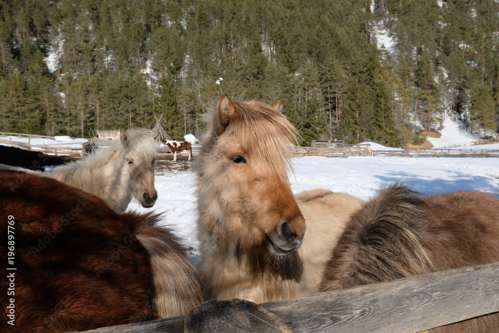 Fototapeta premium horses at the riding school on a ranch in the middle of the mountains and the ship