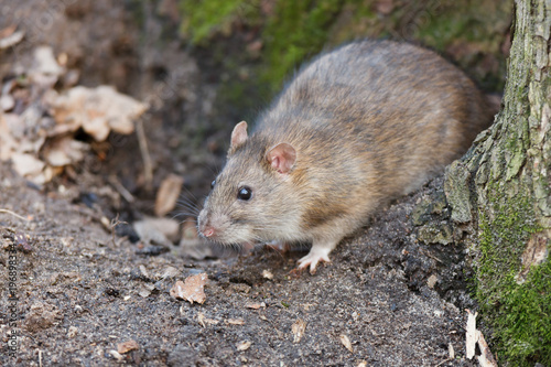 Rattus norvegicus  Brown Rat