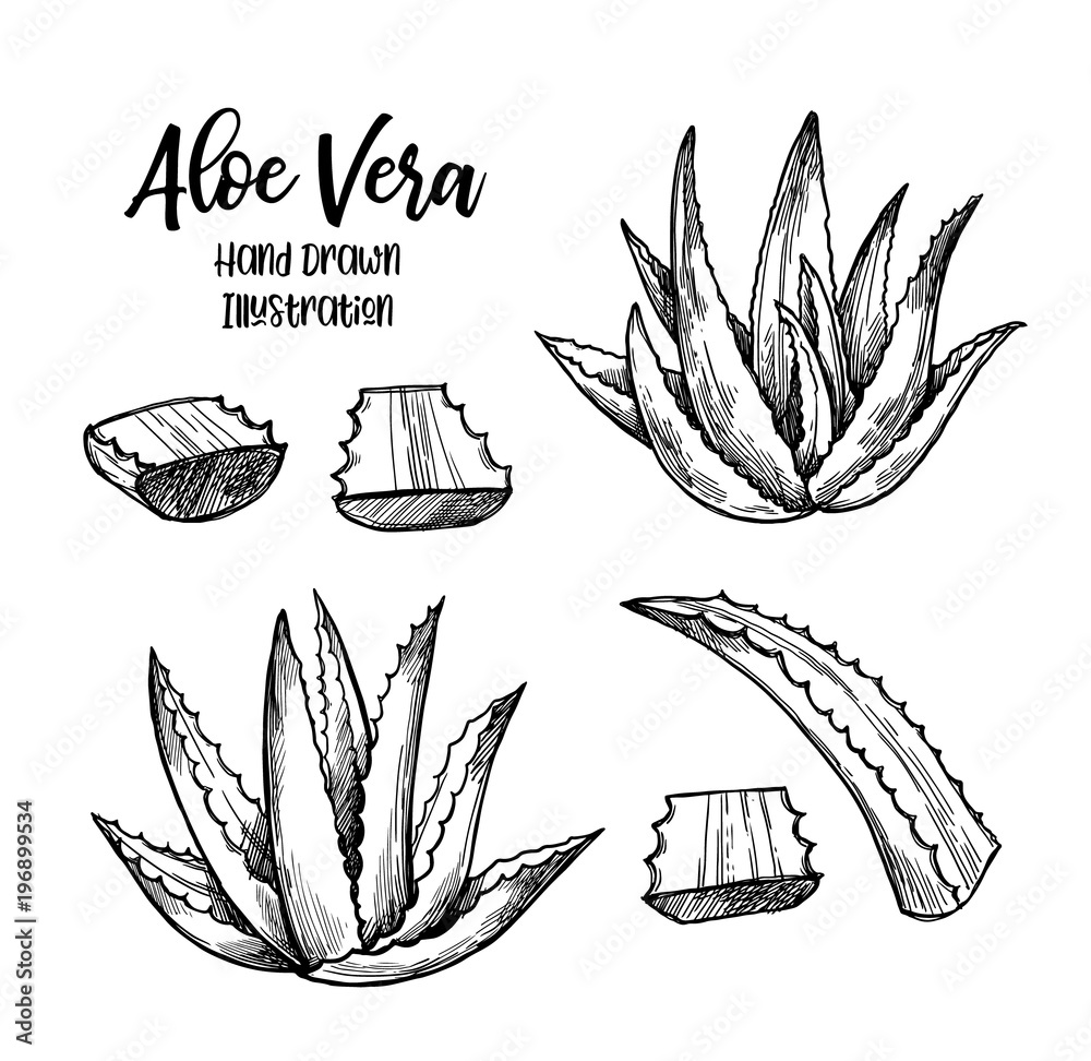 Vector drawing of outline Aloe vera or true Aloe plant with fleshy leaf in  black isolated