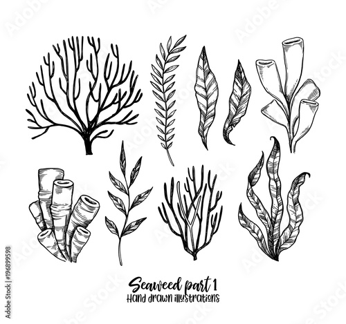 Hand drawn vector illustrations. Seaweed. Herbal plants in sketch style. Perfect for labels, invitations, cards, leaflets, prints etc