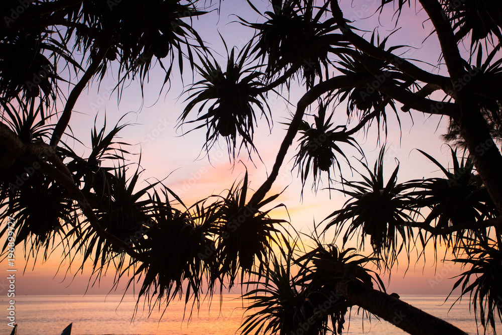 Pandanus odorifer palm tree on the sunset background. Thailand, Phuket.