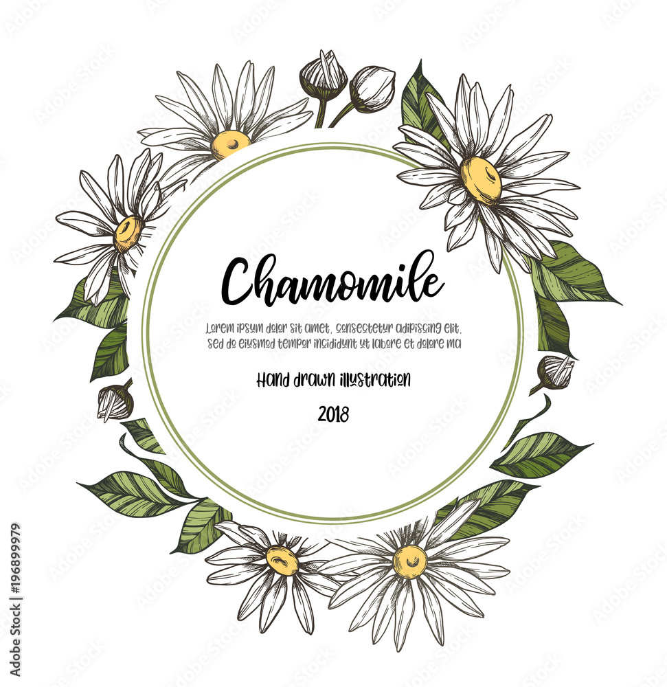 Hand drawn vector illustration. Label with Herb medicinal chamomile. Clipart in sketch style. Perfect for cosmetics labels, invitations, cards, leaflets etc Hand drawn vector illustration. Label with Herb medicinal chamomile. Clipart in sketch style. Perfect for cosmetics labels, invitations, cards, leaflets etc