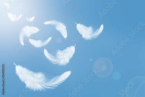 Abstract white feathers flying in the sky. Feather floating in heavenly. Swan feathers photo