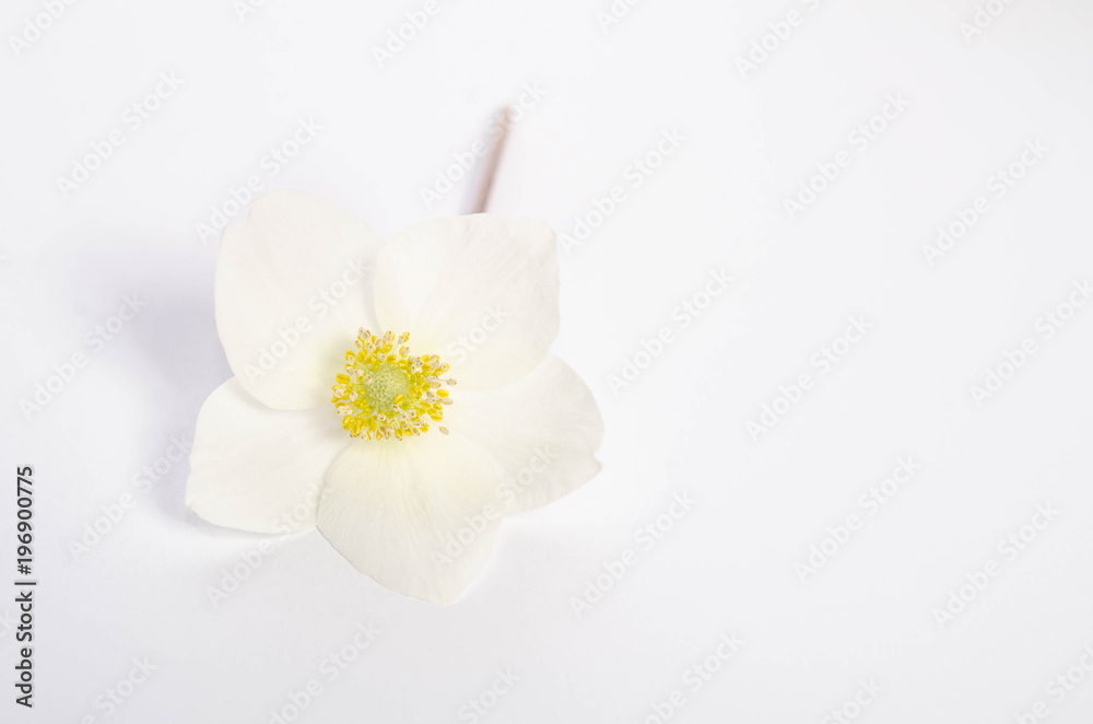 single beautifull flower on table with empty space for text single beautifull flower on table with empty space for text