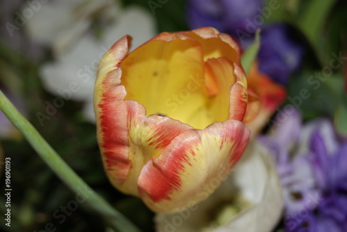 Tulipe jaune, rouge