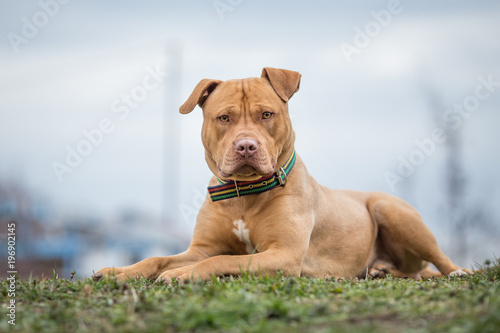 Yellow Pit Bull terrier dog lying on the grass