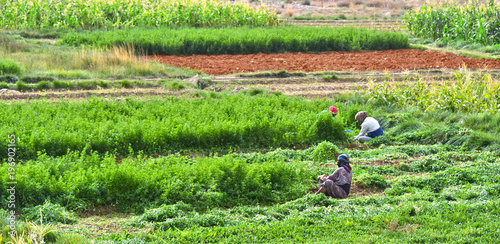 Foto Self-sufficient labor-intensive farming in Morocco