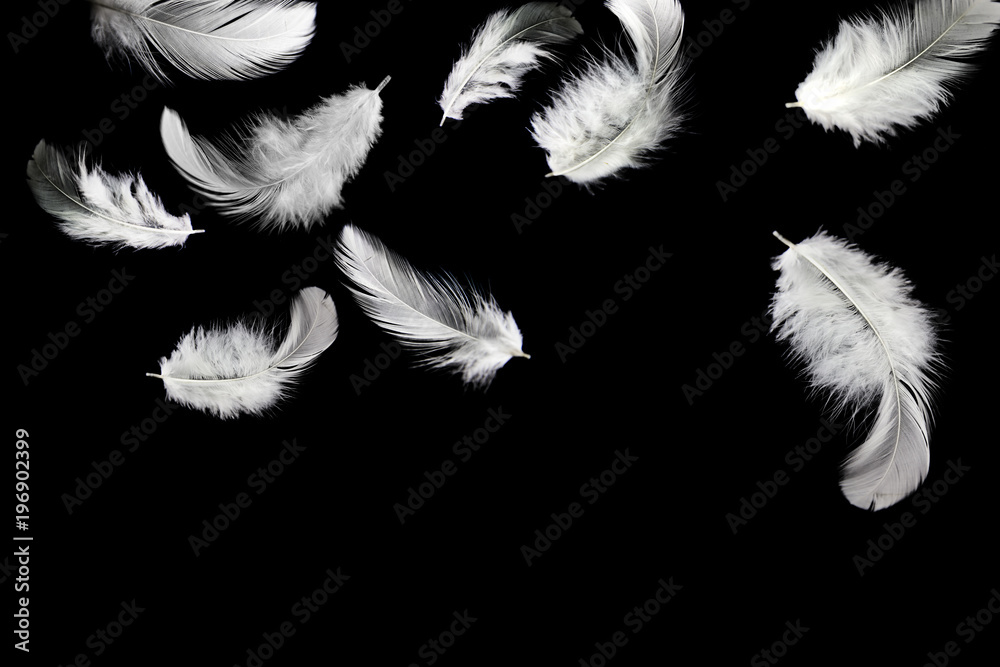 Naklejka Abstract white feathers falling on black background. Swan feathers