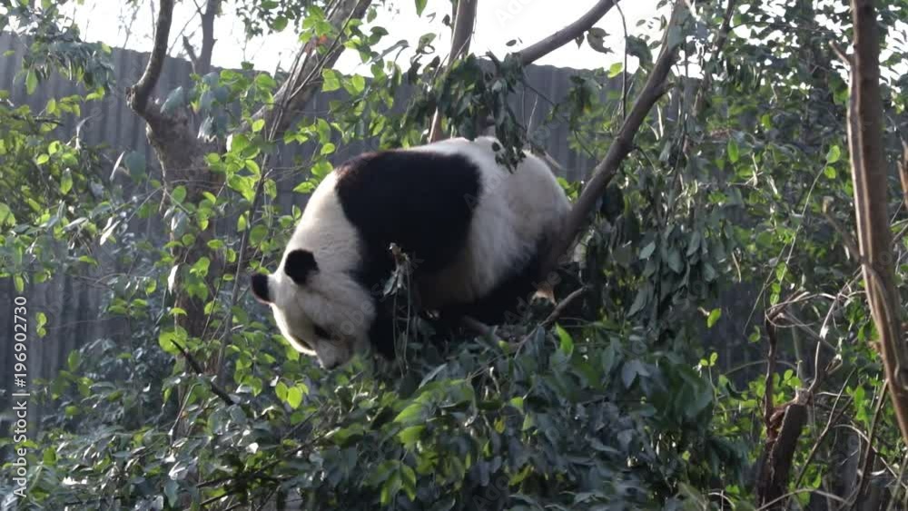 Giant Panda is Having Fun on the Tree, Chengdu, China
Giant Panda is Having Fun on the Tree, Chengdu, China