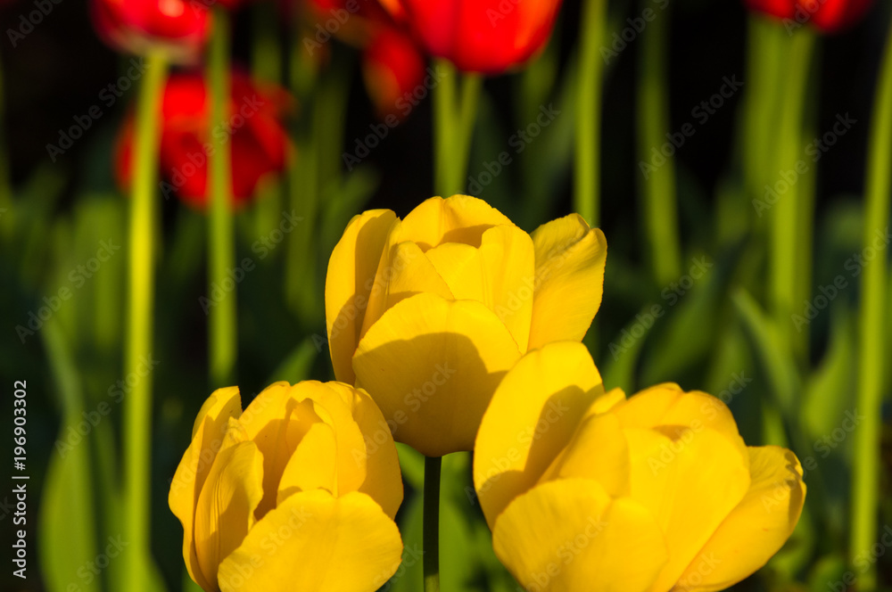 colorful tulips in early spring in the garden colorful tulips in early spring in the garden