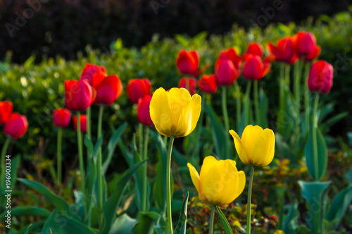 colorful tulips in early spring in the garden