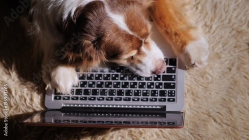 The dog is dozing on the laptop keyboard. Concept - too much work. Top view