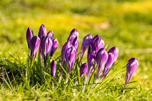 bunch of purple crocus flower buds on the grass under the sun