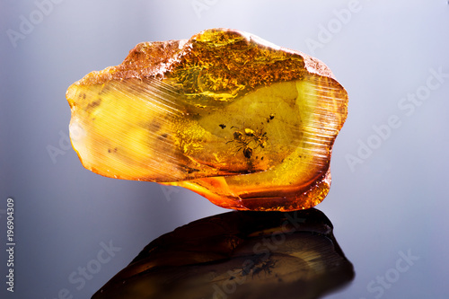 Amazing piece of Baltic Amber with frozen in it ants. Photo with reflection