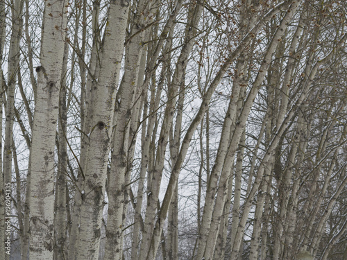 birch tree trunk forest in moody winter day natural background