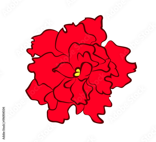 Vector illustration, flat terry bright red violet grade Saintpaulia flower isolated on white background