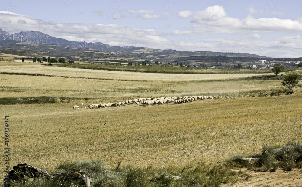 Fototapeta premium Sheep enclosed barn