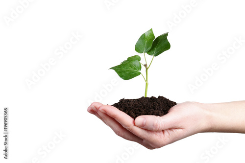 Female hand holding young plant on white background