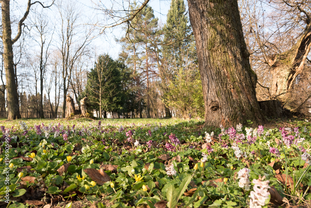 Fototapeta premium Blossom colorful spring flowers in the forest