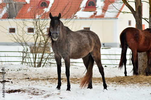 Portrait of beautiful horse in winter © hlam70
