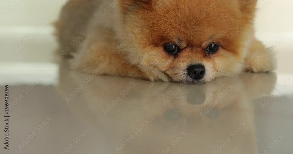 cute fat pomeranian dog sleeping daydream in home cute fat pomeranian dog sleeping daydream in home