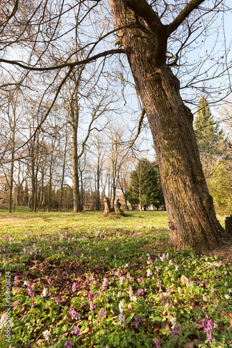 Fototapeta Naklejka Na Ścianę i Meble -  Blossom colorful spring flowers in the forest