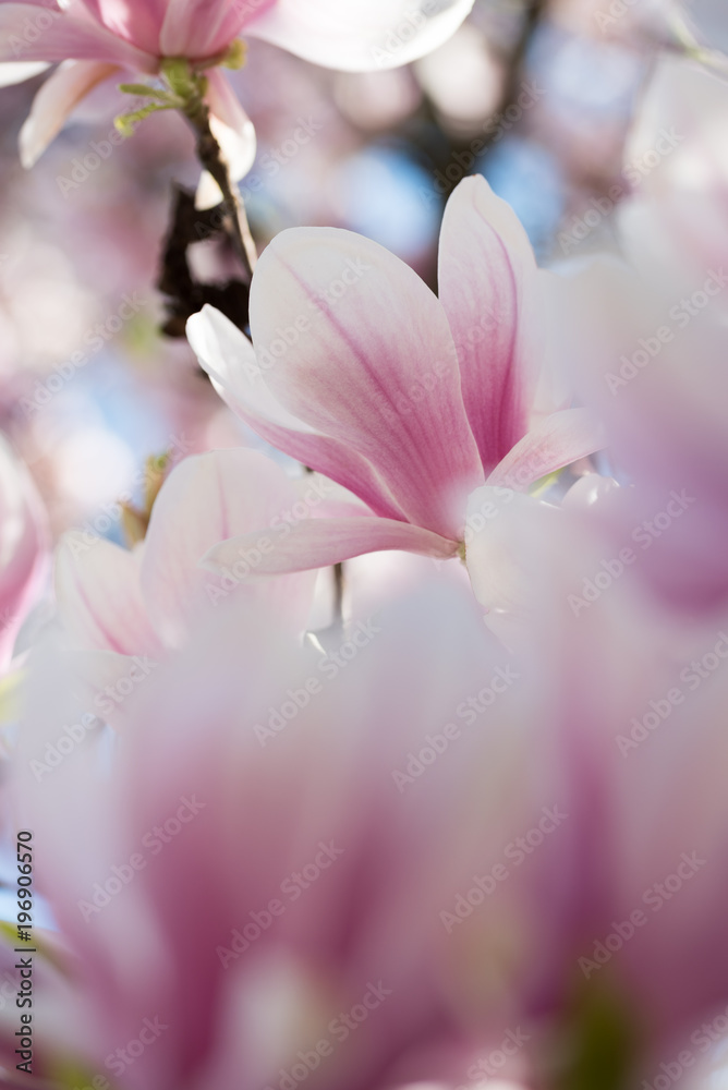 Fototapeta premium Blossom colorful spring flowers on Magnolia tree