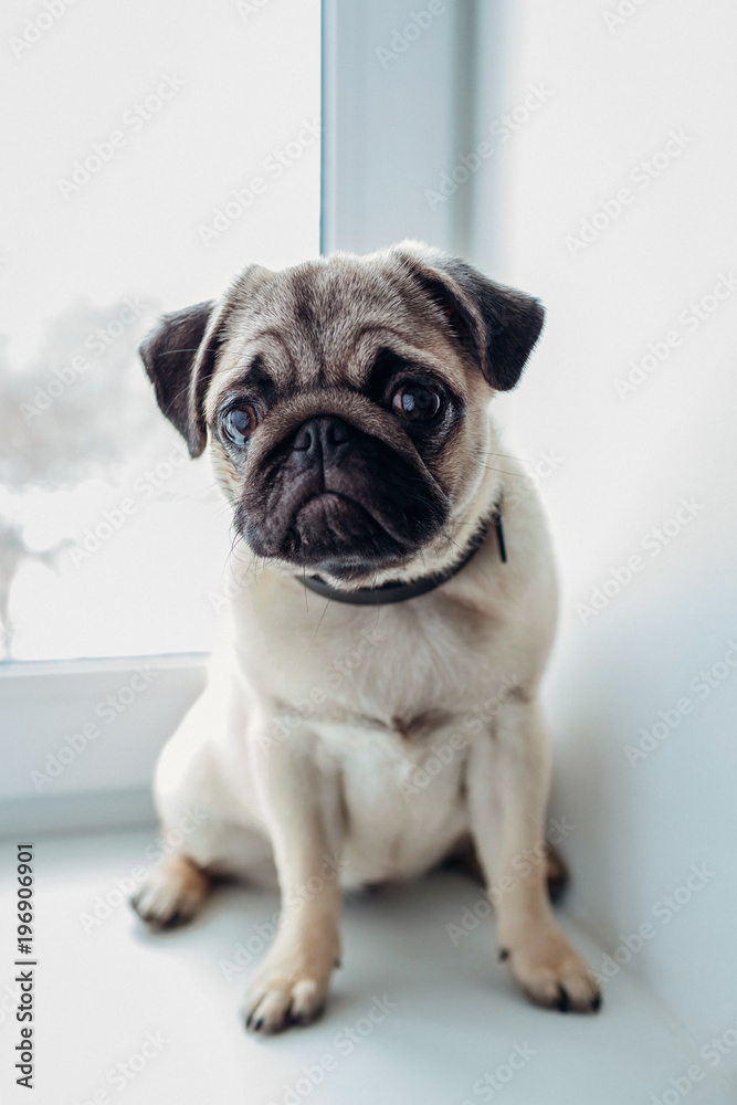 Pug dog waiting for orders of its master on the kitchen.
