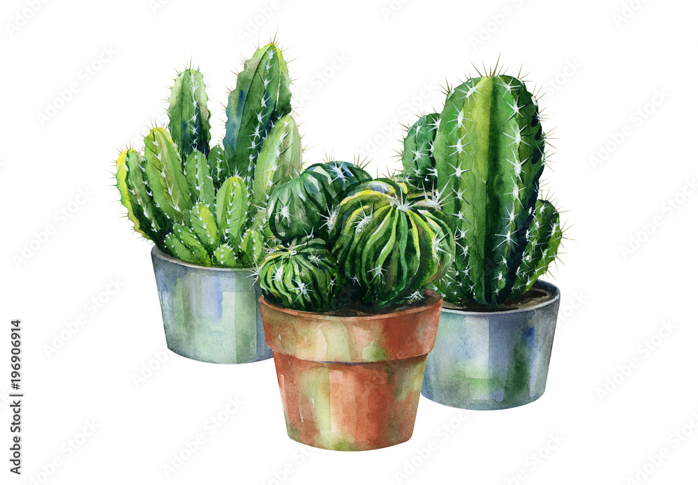 Cacti watercolor isolated on white. Cactus illustration can be used as print, home or garden decoration. Cacti watercolor isolated on white. Cactus illustration can be used as print, home or garden decoration.
