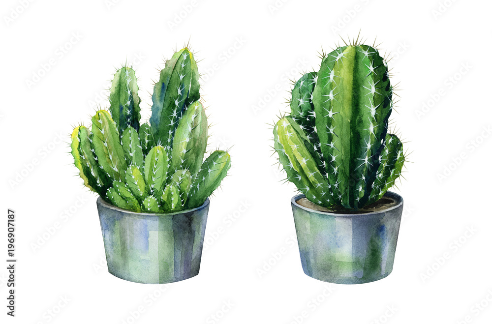 Cacti watercolor isolated on white. Cactus illustration can be used as print, home or garden decoration. Cacti watercolor isolated on white. Cactus illustration can be used as print, home or garden decoration.