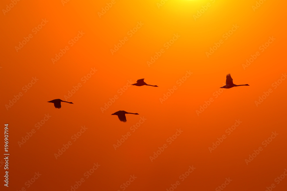 Silhouettes of four swans flying against the background of the rising sun