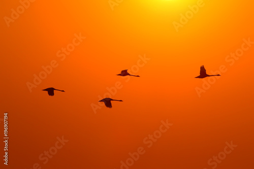 Silhouettes of four swans flying against the background of the rising sun