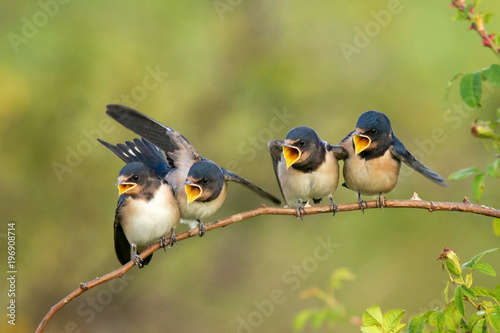 Принти на полотні Four nestling barn swallows (Hirundo rustica) waiting for their parents