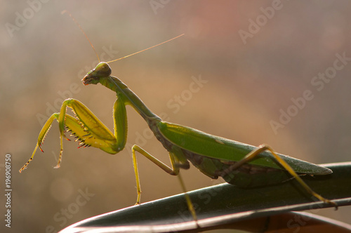 Praying mantis (Mantis religiosa) on a beautiful light © Tatiana