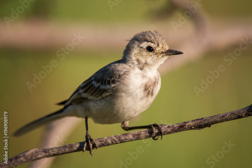 Young White wagtail (Motacilla alba) sitting on branch near a pond