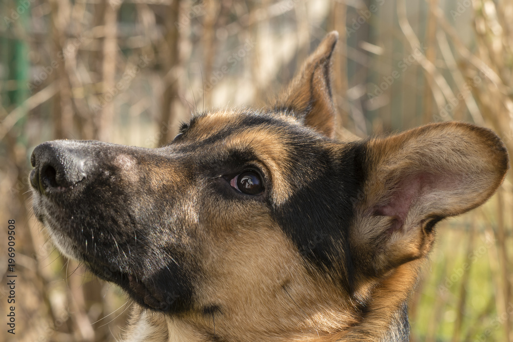 Naklejka premium Mixed-breed dog between German shepherd and Labrador Retriever at lerning in the garden