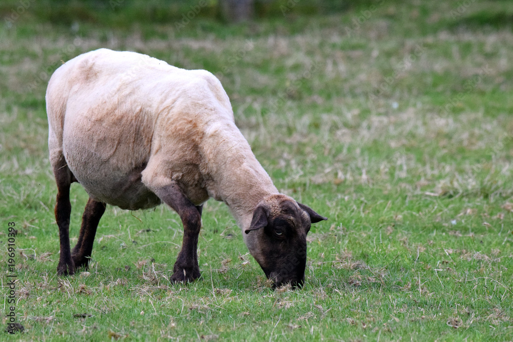 Pregnant ewe sheep grazing on grass field Pregnant ewe sheep grazing on grass field