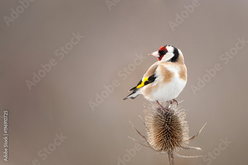 Leinwand Poster A Goldfinch (Carduelis carduelis) sits on a beautiful thorn