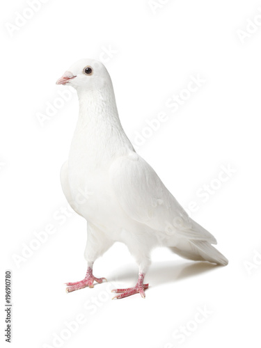 White dove isolated on white