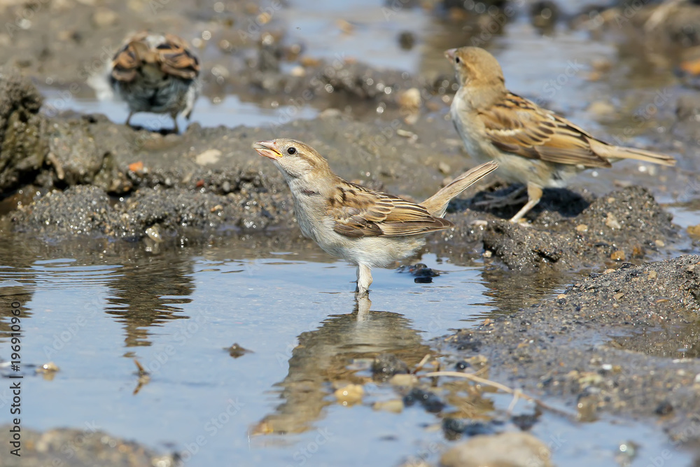 One female of the house sparrow drink water from a large puddle One female of the house sparrow drink water from a large puddle