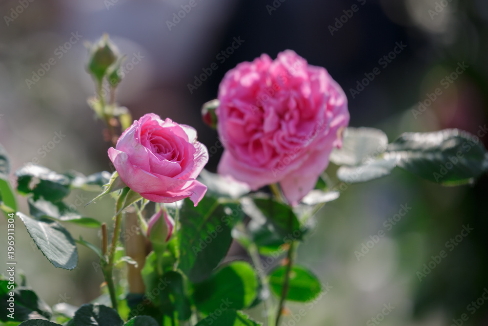 Pink Rose Flower with Green Leaves in the Garden