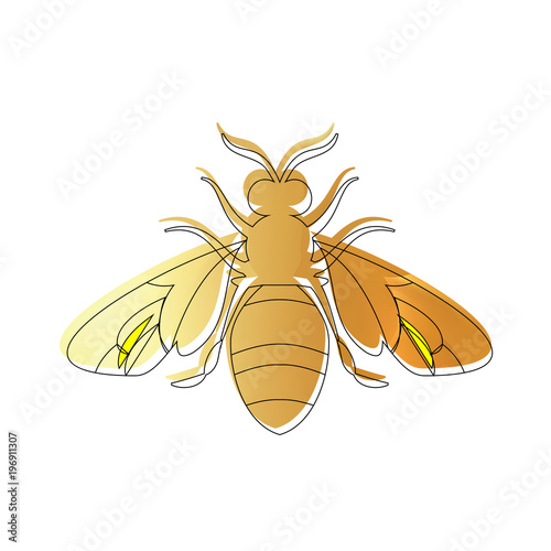 Golden honey bee uterus on white background.