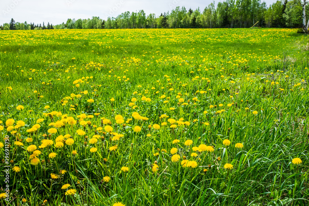 Group of yellow dandelion flowers in green grass in Quebec, Canada Charlevoix region with cloudy sky landscape