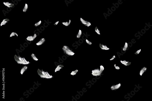 Abstract white feathers floating in the air. isolated on black background