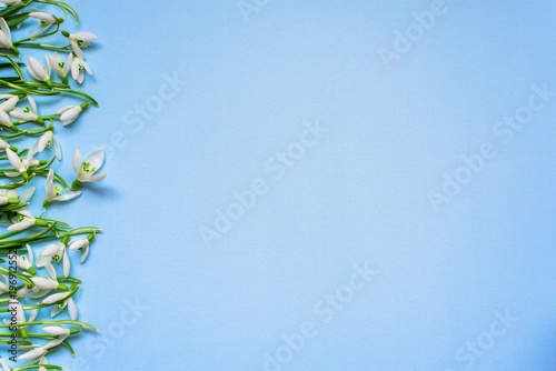 Fresh snowdrops on blue background. top view with copy space