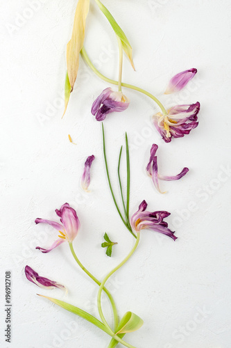 Dried flowers and leaves on a white textural background..